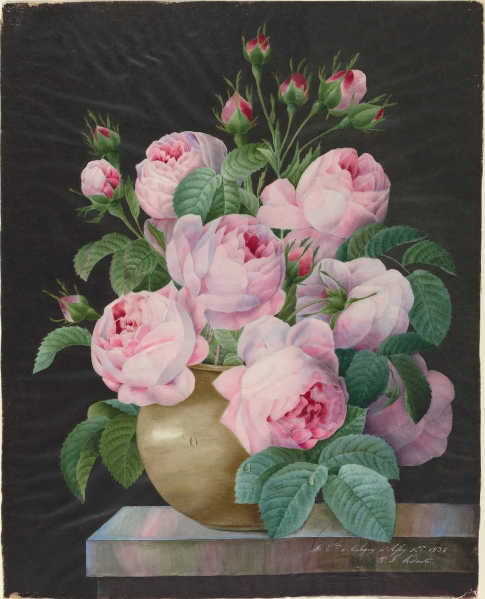 Pierre Joseph Redouté - 153, Rose rosa in un vaso, Gift of Dian Woodner, National Gallery of Art